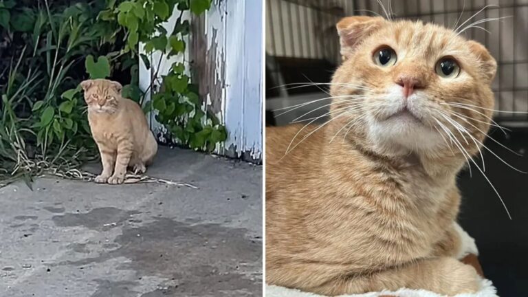 cat with crumpled ears