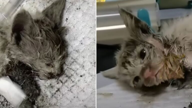 injured cat in serious condition