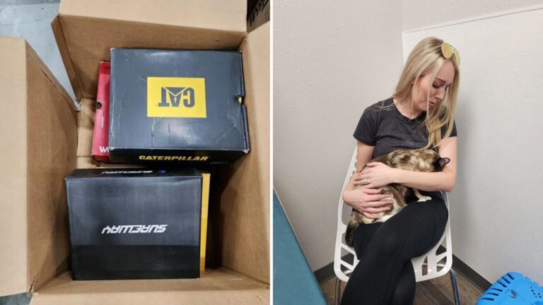 Missing Utah Cat Travels All The Way To California Inside Amazon Package
