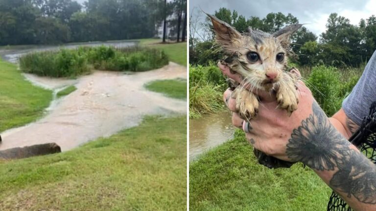 kitten in flooded marsh