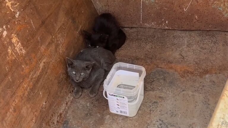 kittens hiding in dumpster