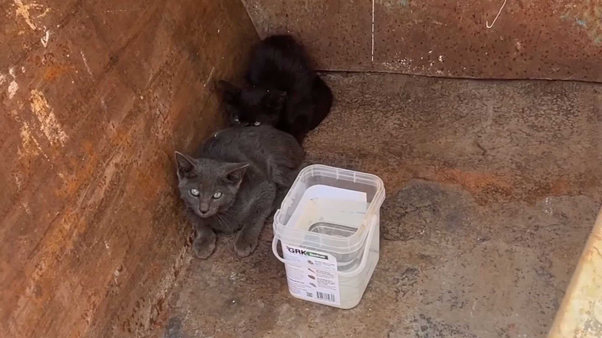 kittens hiding in dumpster