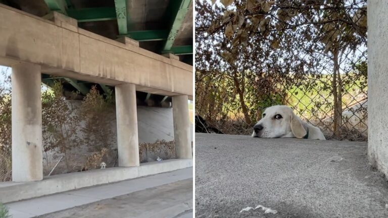 dog on the side of the road