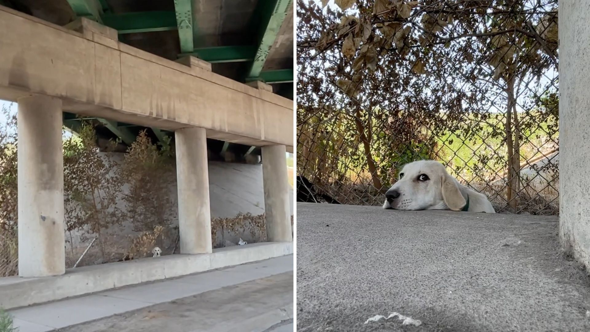 dog on the side of the road