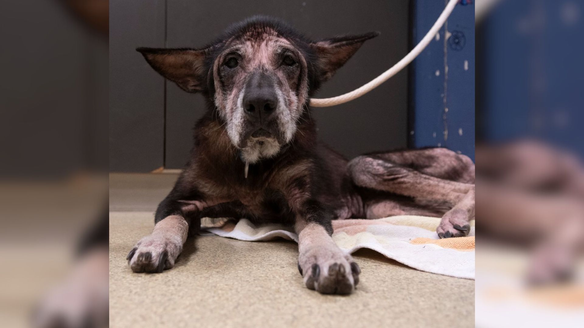 Missouri Rescuers Heartbroken After Finding Neglected Senior Dog