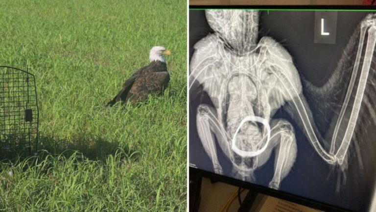 Missouri Rescuers Save Bald Eagle And Find A Surprisingly Funny Reason He Can’t Fly