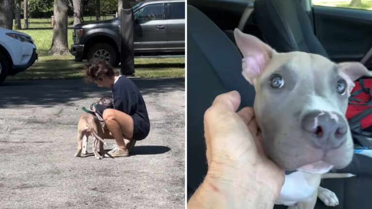 dog tied to crate on missouri highway