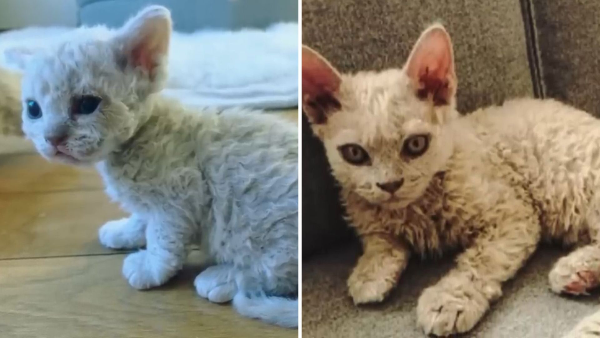 cute montana cat