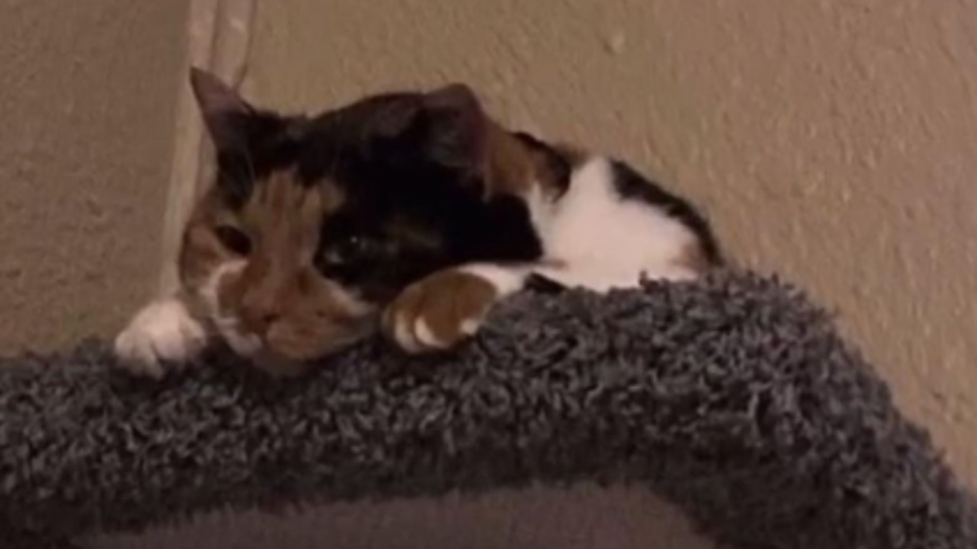 adopted shelter cat
