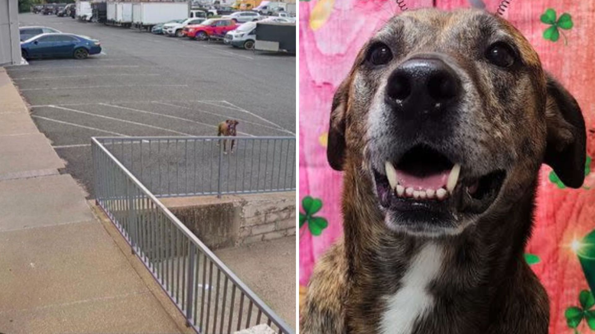 Mysterious Dog Returns To Springfield Daycare, Staff Realize He’s A Familiar Visitor