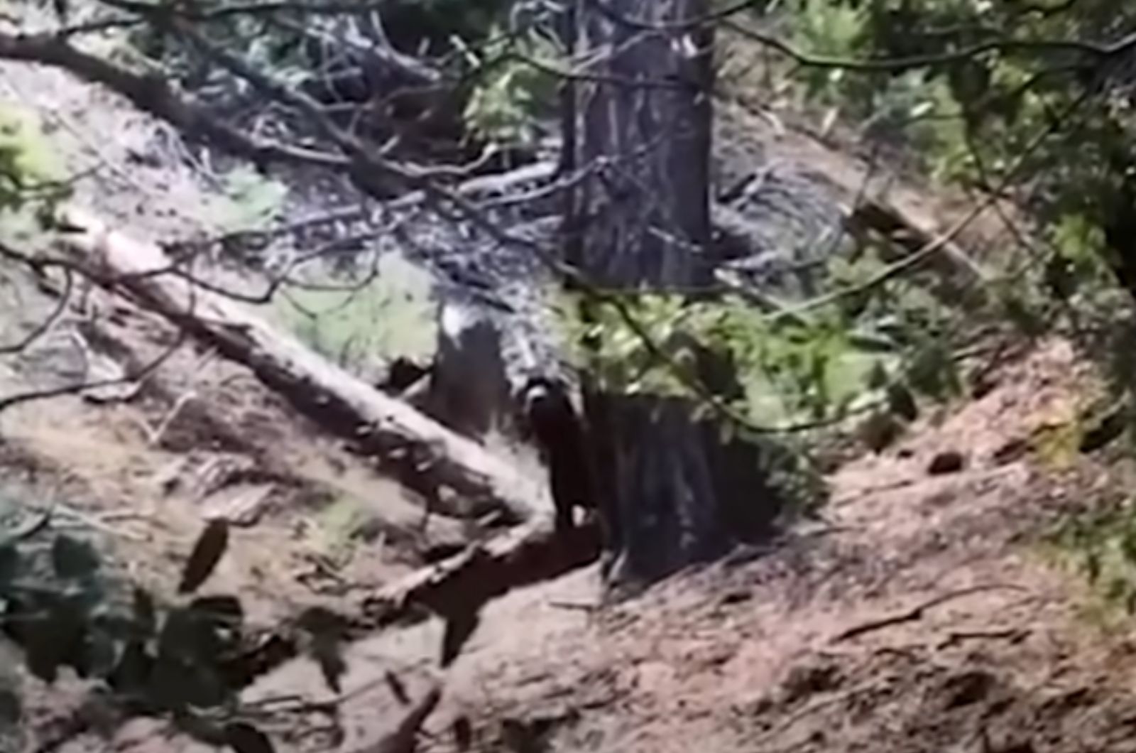 Mysterious Figure On A Mountain