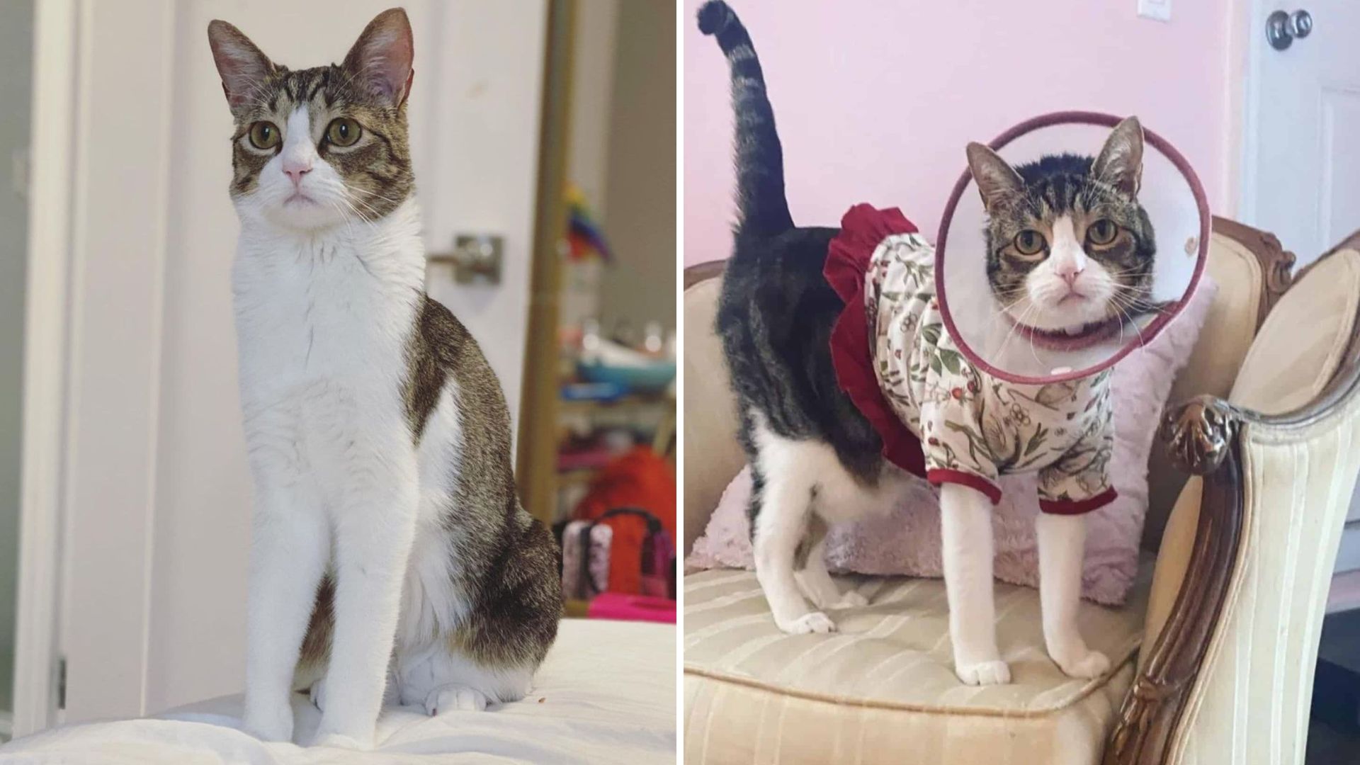 NY Cat Shares Rare Condition With Her Owner And Their Connection Feels Like Destiny