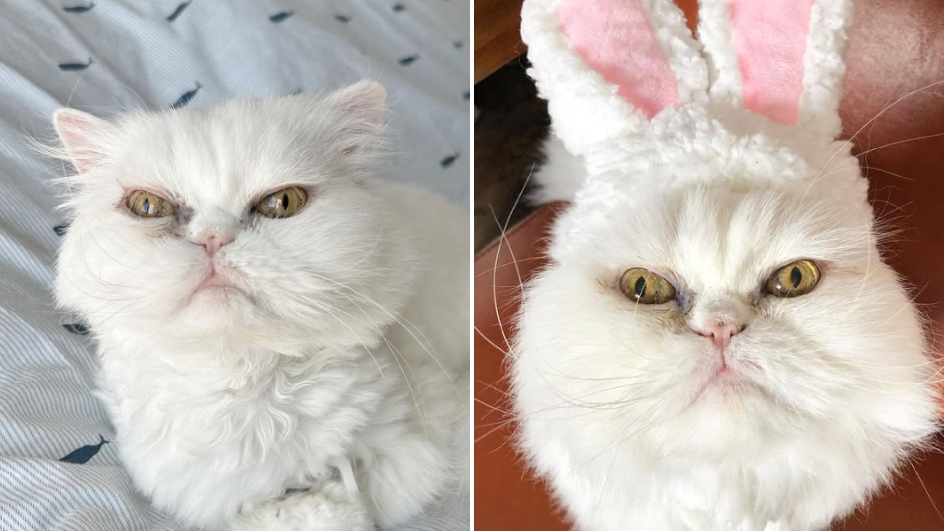 cute senior white cat