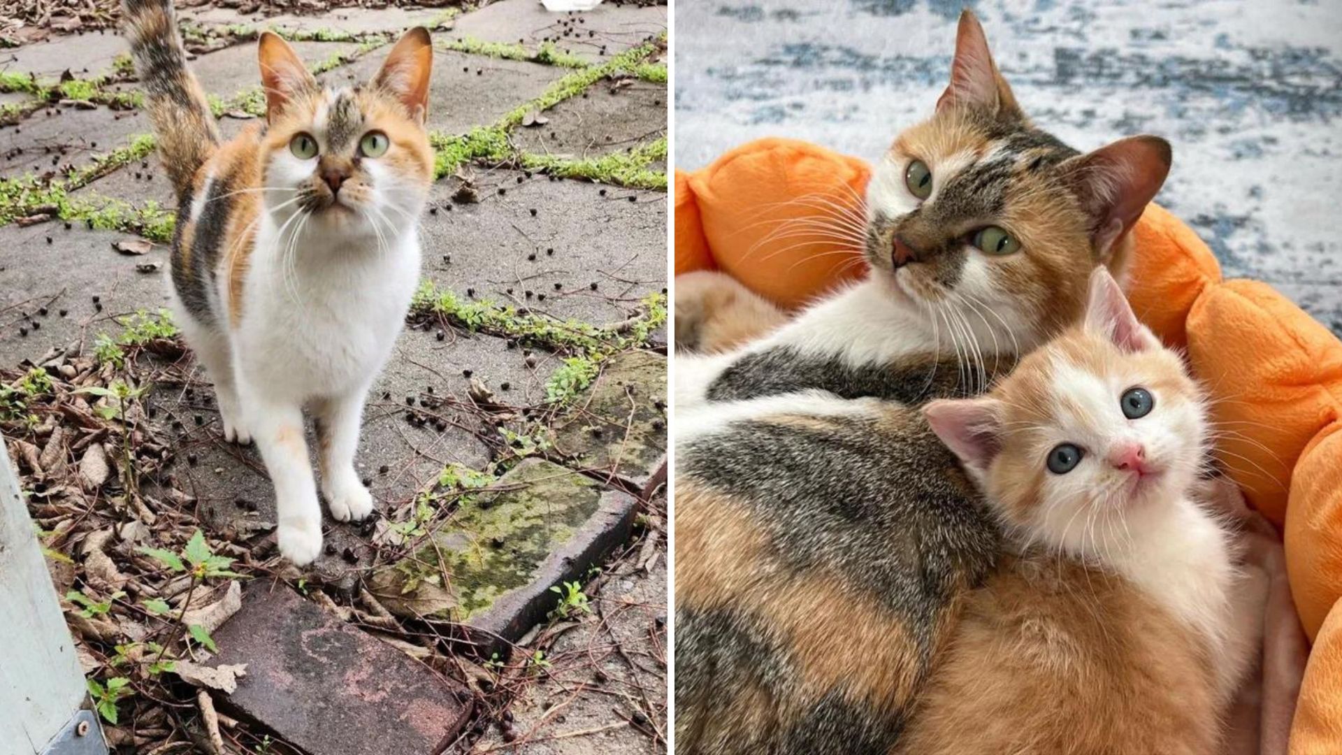 Nashville Store Owner Shocked As Stray Cat Arrives With A Desperate Plea For Help