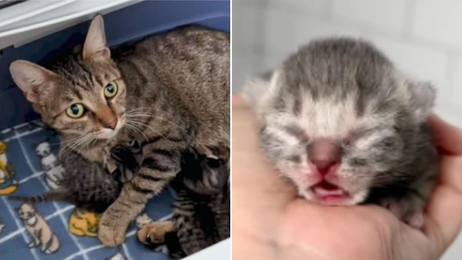 cute baby cat
