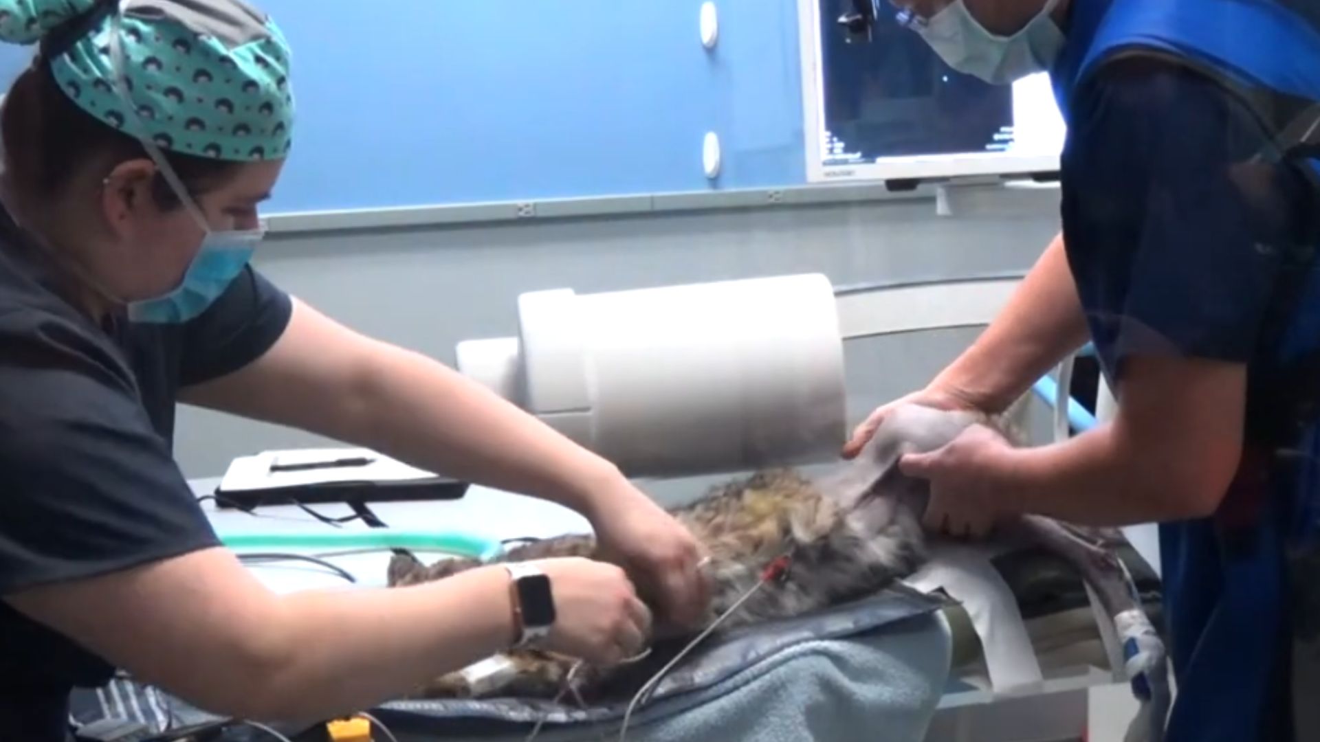 injured bobcat