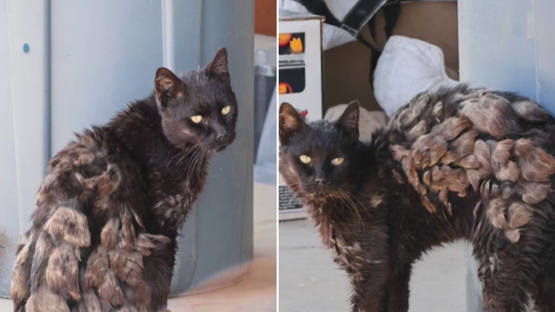 Neglected Cat struggling on the streets