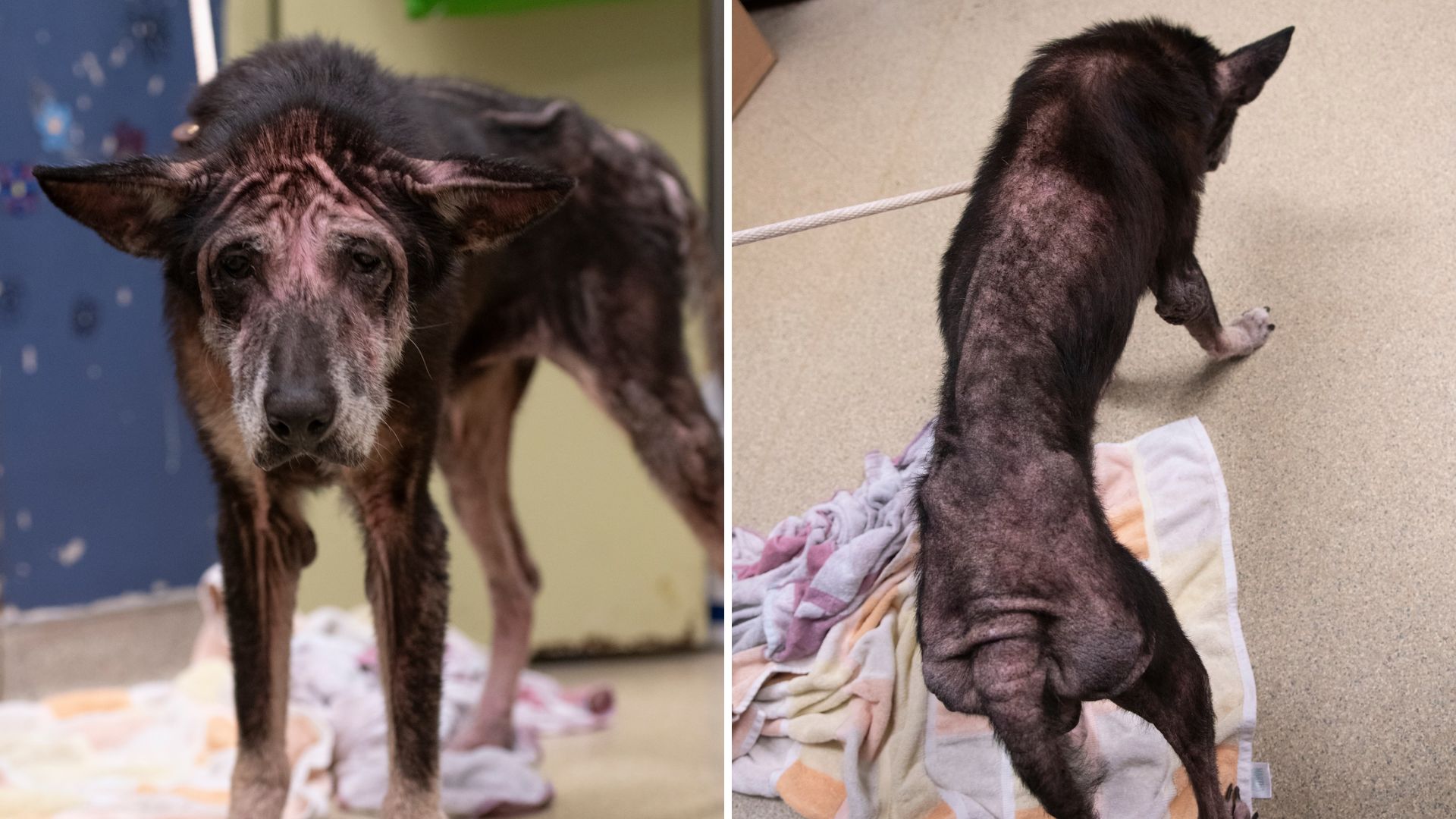 Neglected Senior Dog Found In Missouri Leaves Rescuers Heartbroken