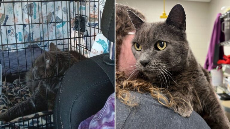 missing cat