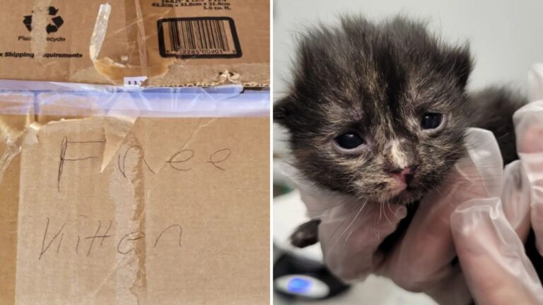 Nevada Rescuers Left In Tears After Finding Abandoned Kittens Peering From A Cardboard Box