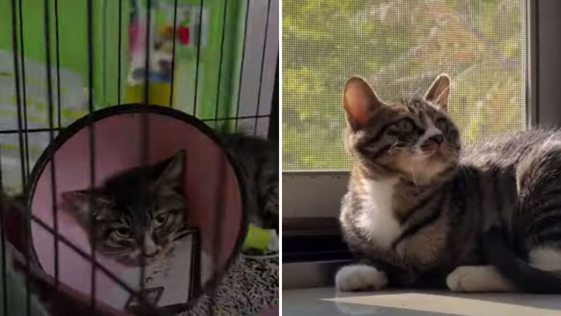 New Hampshire Kitten Survives A Brutal Dog Attack And Gets A Fairy Tale Ending