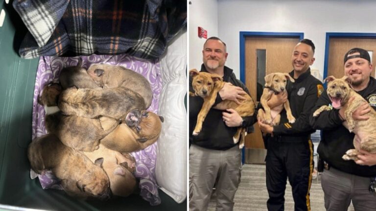 cops with rescued puppies