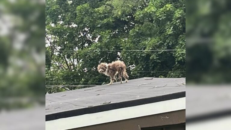 New Jersey Dog Climbs Roof In Desperate Plea For Attention