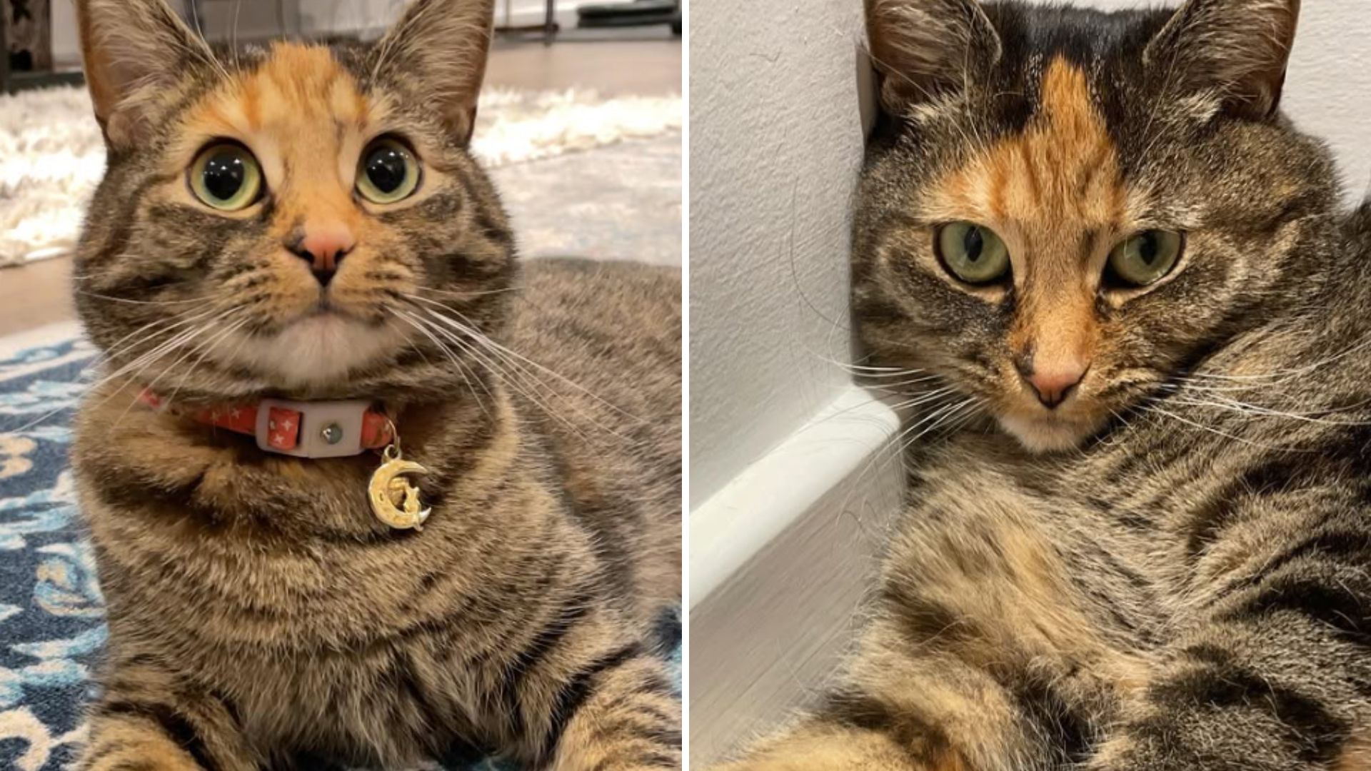 New Jersey Family Rescues A Torbie Cat And Discovers Something Unusual