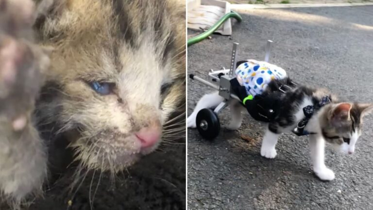 cat-paralyzed-after-falling-on-concrete