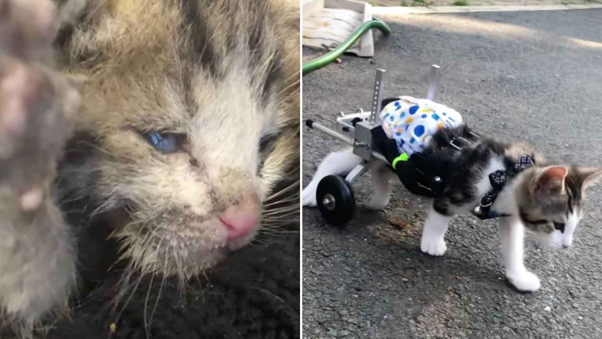 cat-paralyzed-after-falling-on-concrete