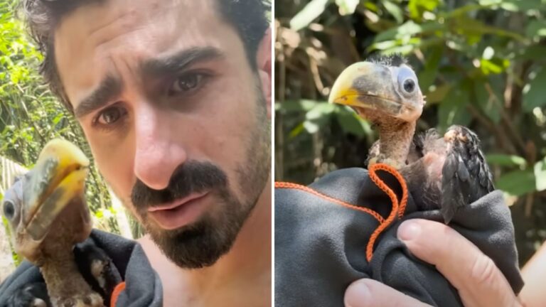 New Jersey Man Finds Weak Baby Toucan And Fights To Give Him A Chance To Fly