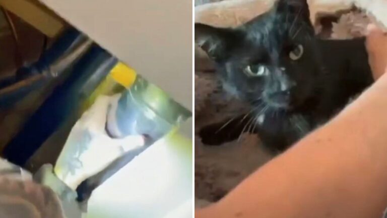 cat stuck in vent