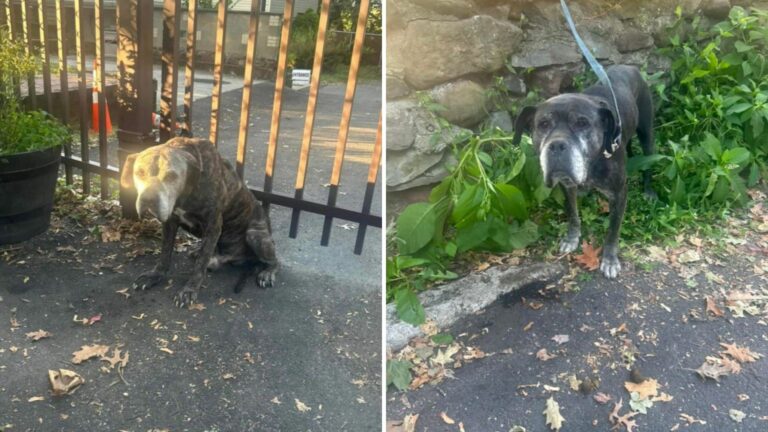 New Jersey Shelter Finds Two Dogs Abandoned With Heartbreaking Note