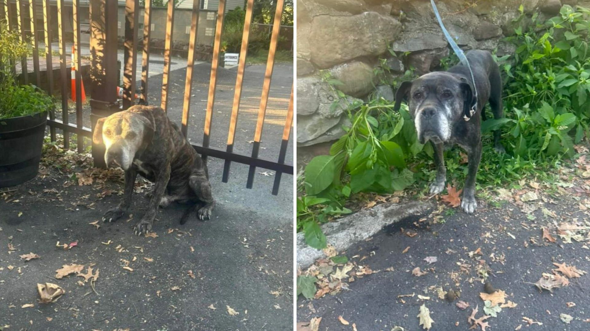 New Jersey Shelter Finds Two Dogs Abandoned With Heartbreaking Note