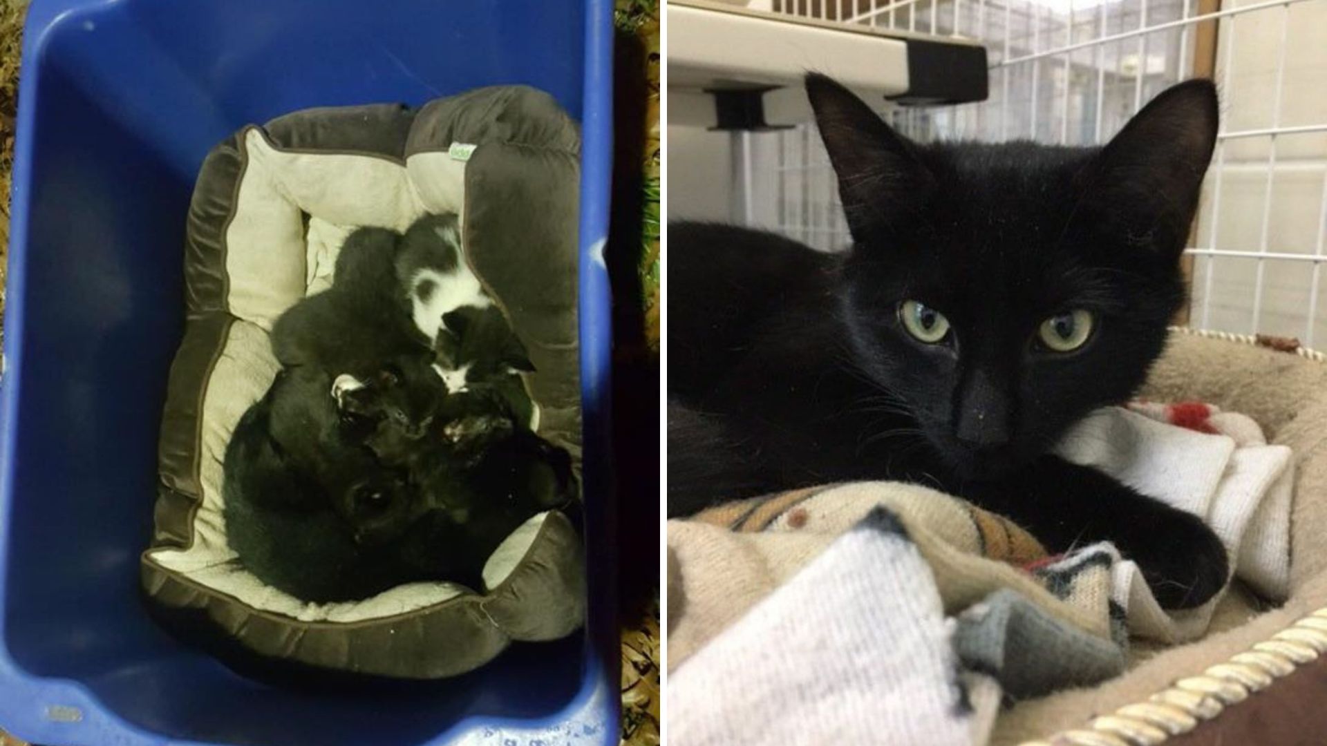 tiny kittens in basket