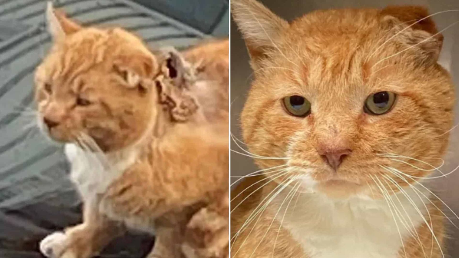 injured cat covered in maggots rescued
