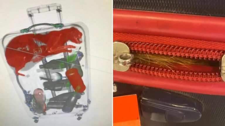 airport stuff find cat in suitcase