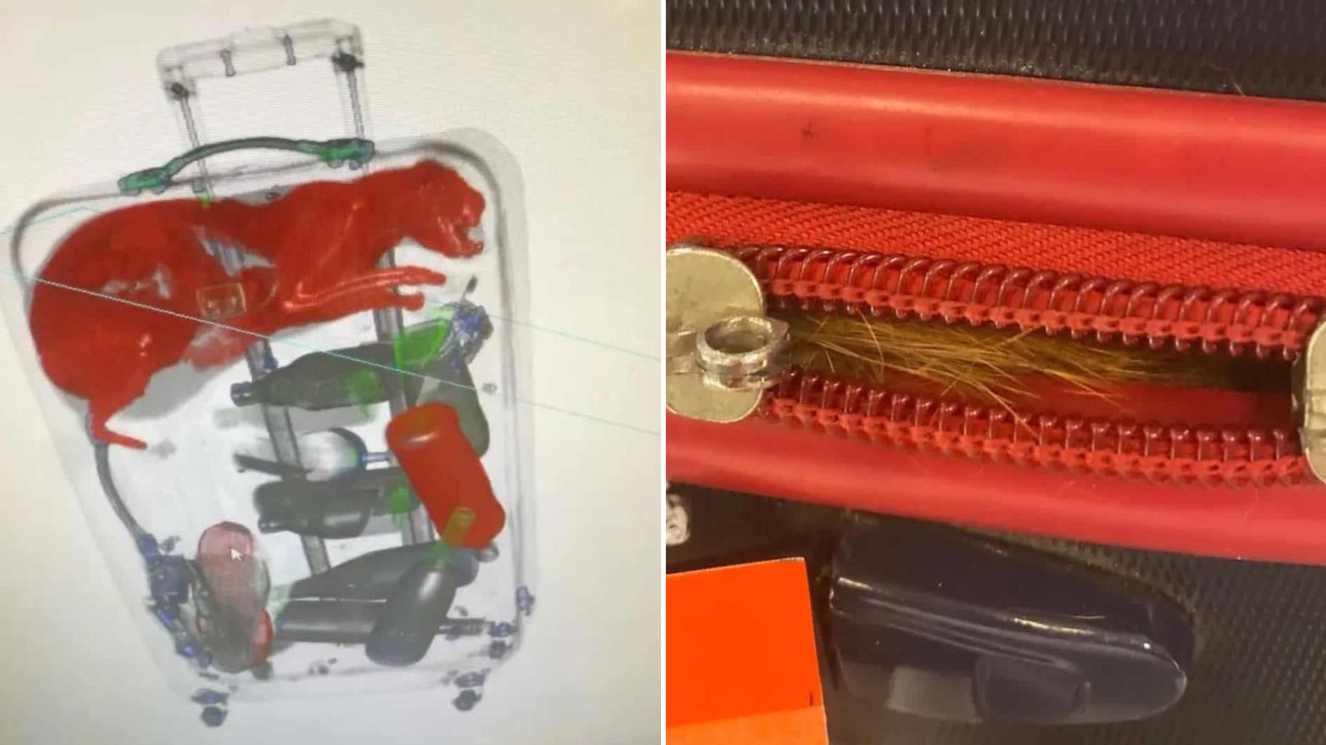 airport stuff find cat in suitcase