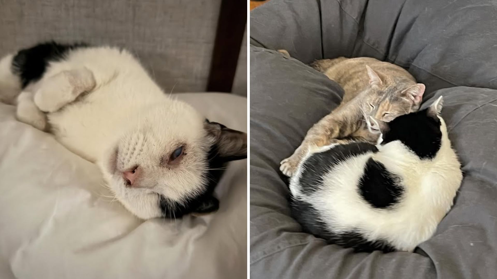 blind and deaf cat find love