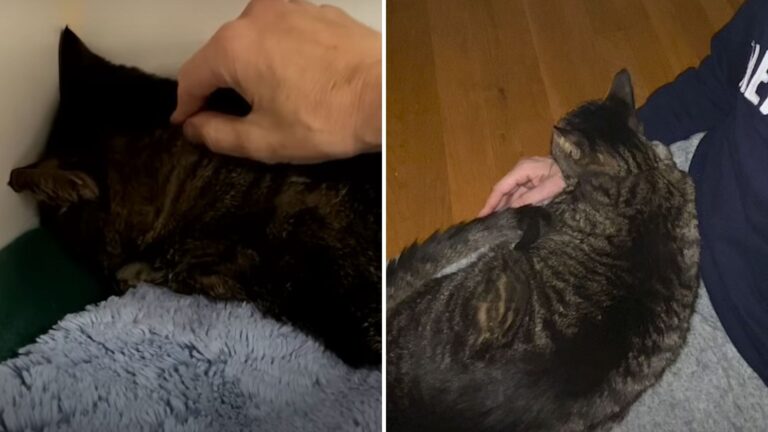New York Cat Lived In Fear And Heartbreak Before Love Gave Her A Second Chance