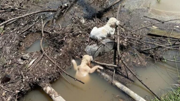 two puppies in the water