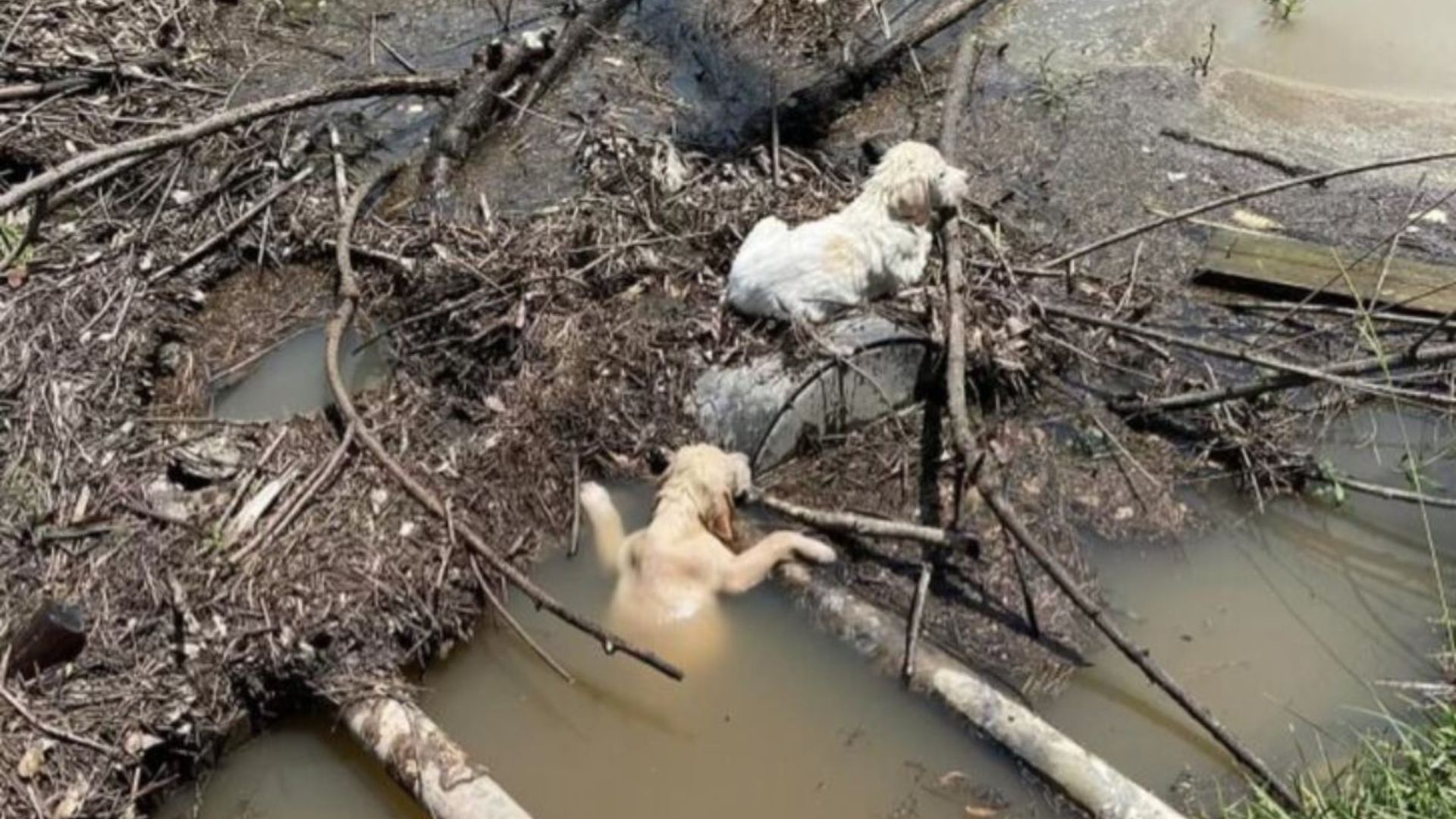 two puppies in the water