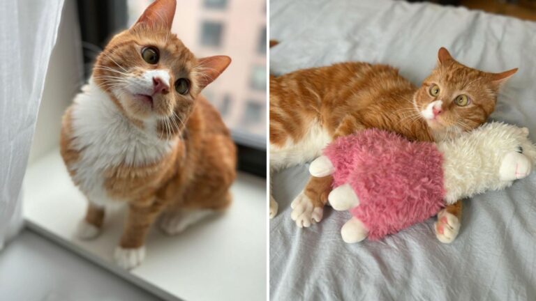 New York Girl Acts On Instinct And Saves A Cross Eyed Cat That Everyone Overlooked