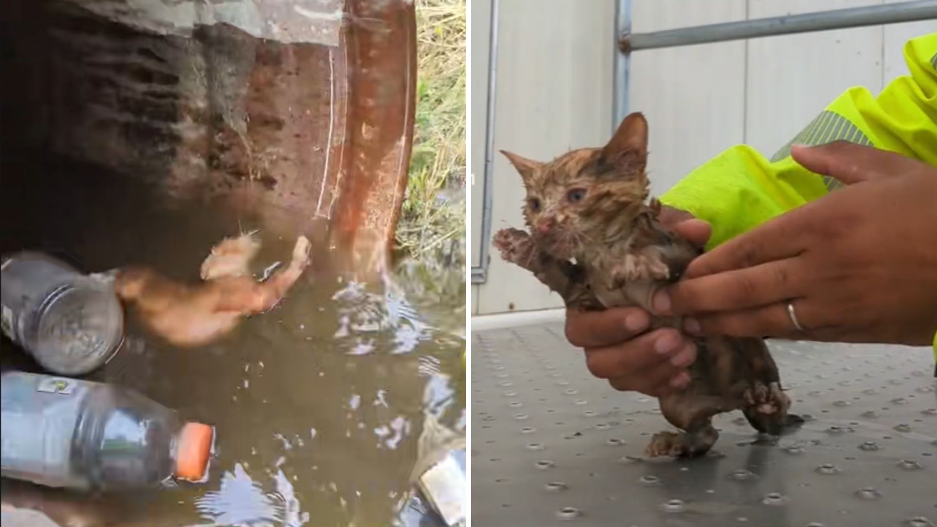 cat in water