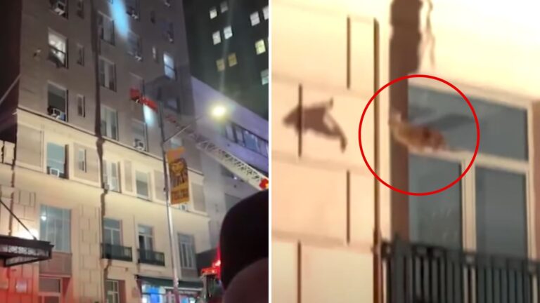 cat leaps from 3rd floor