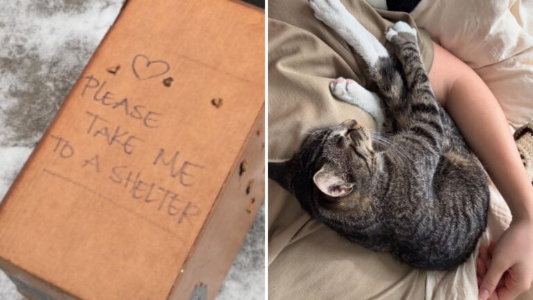 brooklyn resident finds box on sidewalk