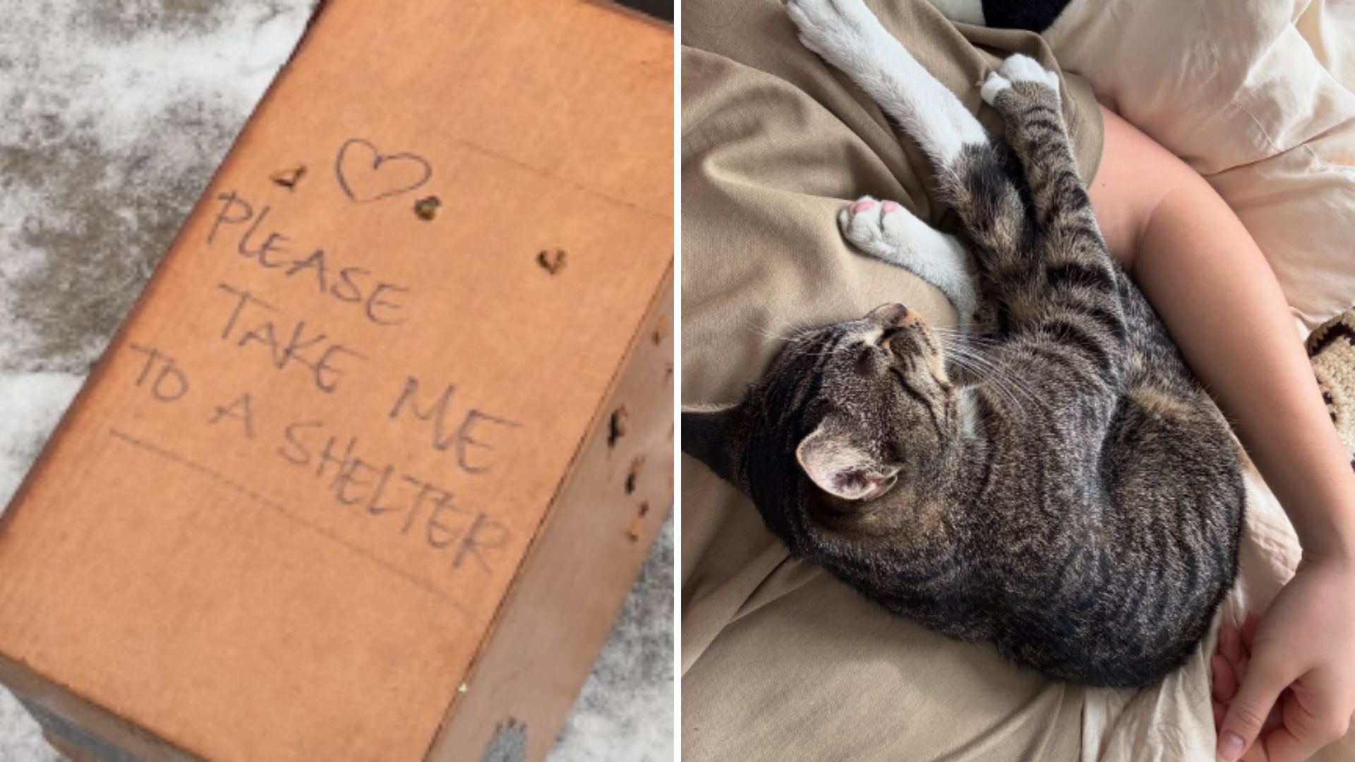 brooklyn resident finds box on sidewalk