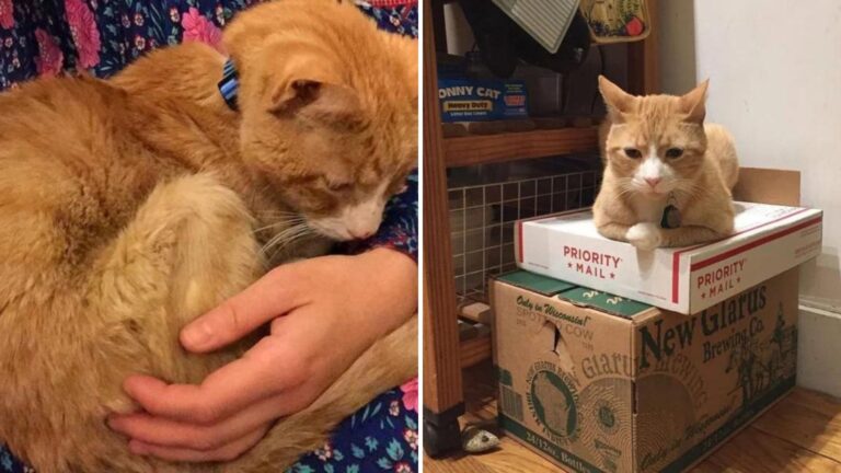 New York Senior Cat Found Severely Malnourished Gets A Second Chance At Life