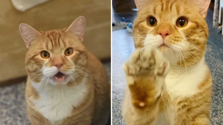 cat waving