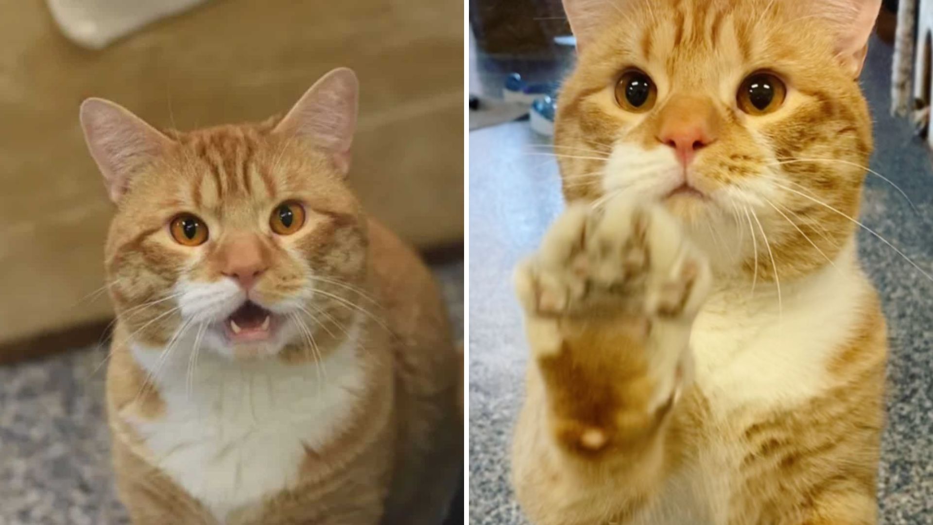 cat waving